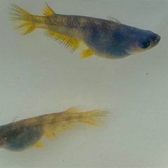 AW-03R（和墨系統）　稚魚〜若魚　メダカの画像