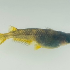 AW-03R（和墨系統）　稚魚〜若魚　メダカの画像