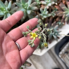 多肉植物⑤プランターごとの画像
