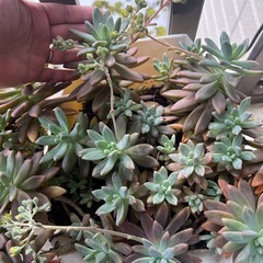 多肉植物⑤プランターごとの画像