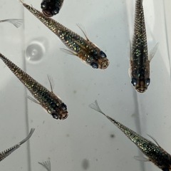 メダカ画像すべての画像