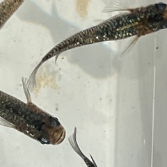 メダカ画像すべて