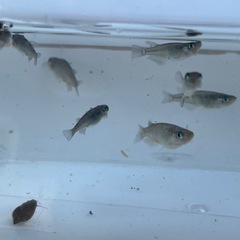メダカ画像すべての画像