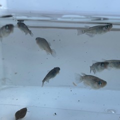 メダカ画像すべての画像