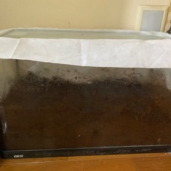 【5/10受付中止中】残り6匹🩷写真更新🆙【お届け可能】カブトム...