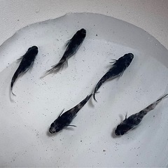 墨碧眼ヘテロ② めだか