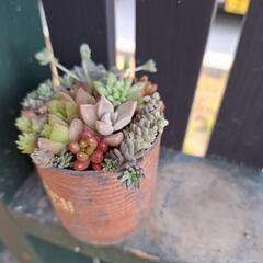 多肉寄せ植え　コーン缶の画像