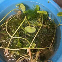 水草色々の画像