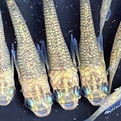 (決まりました)サンシャイン　若魚　メダカ　１０匹　春は最後の投...