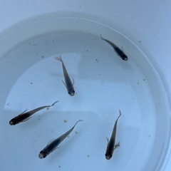 メダカ🐟サタン黄鰭選外
