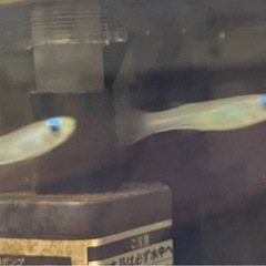 熱帯魚 アフリカンランプアイ 2匹 の画像