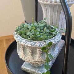 多肉植物　植木鉢　マメヅタカズラ