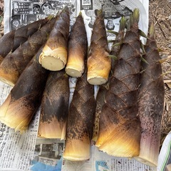 不揃いたけのこセット