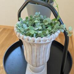 植木鉢　多肉植物　マメヅタカズラ