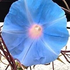 朝顔の種　200粒の画像