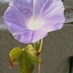 朝顔の種　200粒の画像