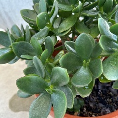 かねのなる木　観葉植物の画像