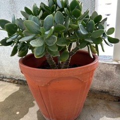 かねのなる木　観葉植物の画像