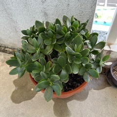 かねのなる木　観葉植物の画像