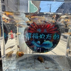 めだか　ユリユー10匹の画像
