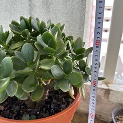 かねのなる木　観葉植物の画像