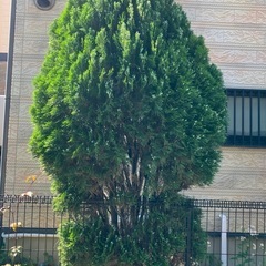 松じゃなかったの画像