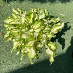 ギボウシ（ホスタ）斑入り　11号ポット　地植え　鉢植え　お庭の即戦力