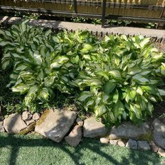 ギボウシ（ホスタ）斑入り　11号ポット　地植え　鉢植え　お庭の即戦力の画像