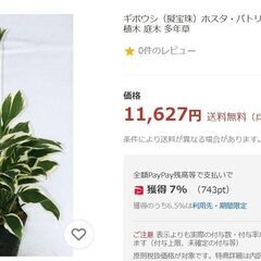 ギボウシ（ホスタ）斑入り　11号ポット　地植え　鉢植え　お庭の即戦力の画像