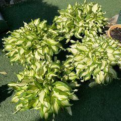 ギボウシ斑入り（ホスタ）　9号ポット　地植え　鉢植え　お庭の即戦力