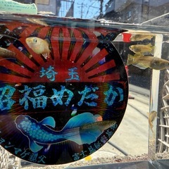 めだか　フロマージュワイドフィン10匹の画像