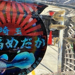 めだか　フロマージュワイドフィン10匹の画像