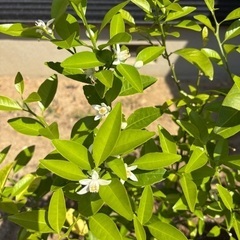 値下げ　4月30日写真更新　4年生シークワーサー接木苗④ 無農薬...