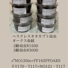 ヘラクレスオオカブト(オークス血統)