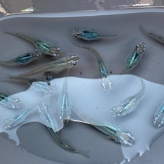 人気メダカ　深海