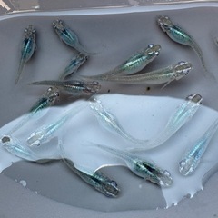 人気メダカ　深海の画像
