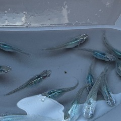 人気メダカ　深海の画像