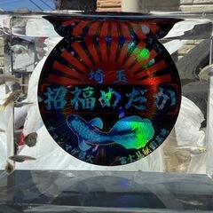 めだか　スーパーラメ　10匹の画像