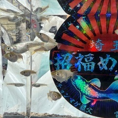 めだか　スーパーラメ　10匹の画像