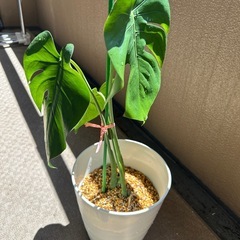 30センチ鉢　モンステラ