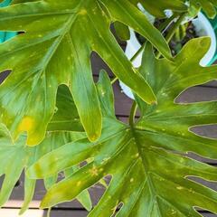 室内観葉植物　セローム　6号鉢❢の画像