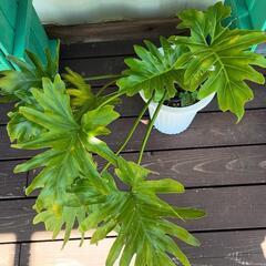 室内観葉植物　セローム　6号鉢❢の画像