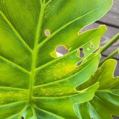 室内観葉植物　セローム　6号鉢❢の画像