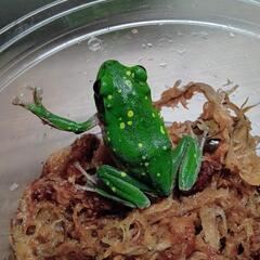 【かわいい】シュレーゲルアオガエル　キボシ
