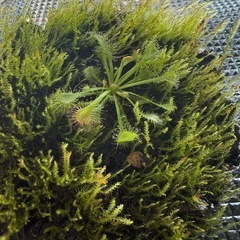 苔テラリウム　食虫植物　モウセンゴケの画像