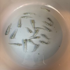 メダカ　めだか　サボテン