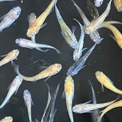 受け渡し決まりました。メダカ　月華選外（写真全部）の画像