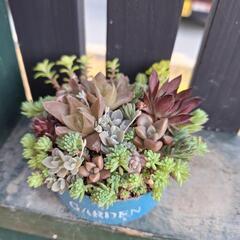 多肉寄せ植え　ツナ缶
