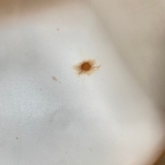 イームズ　白くておしゃれな椅子の画像