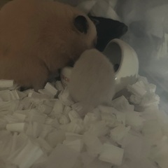 【募集終了】キンクマハムスターの里親募集　お迎え可能　5/19更新 - 里親募集
